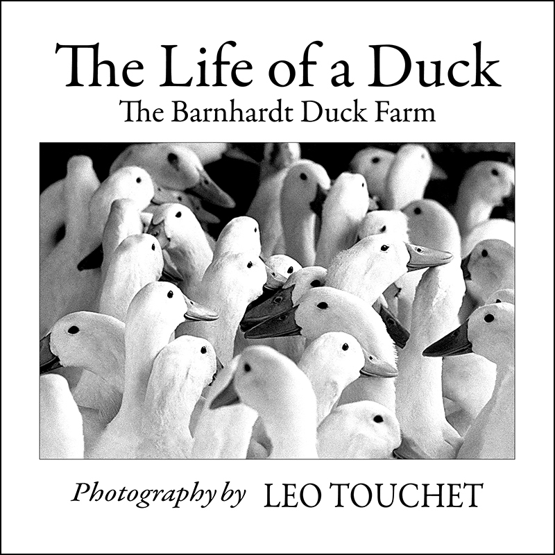 ducks front cover